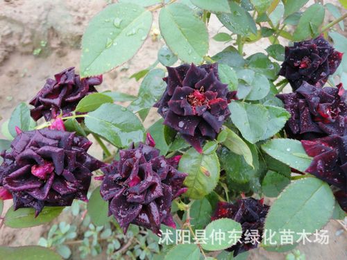 黑色系列 批发月季 大花月季 黑魔术 黑夫人 黑魔鬼 东魔