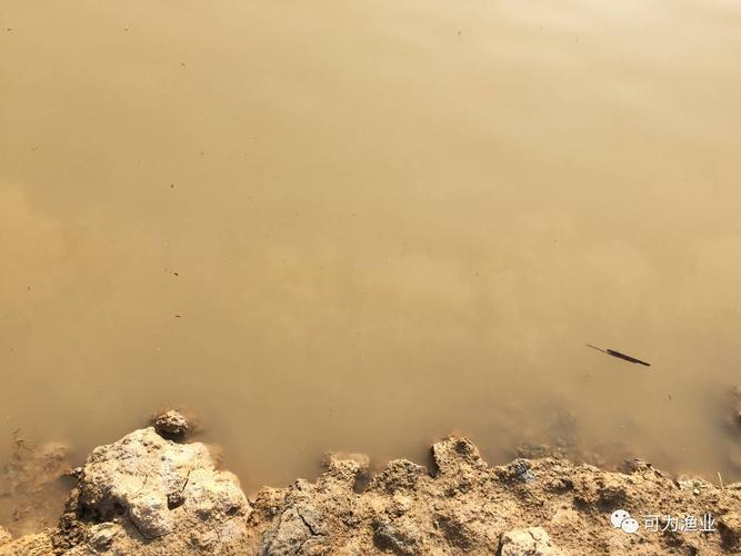 养殖池塘浑浊水怎么形成的?如何调节?