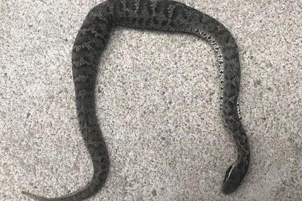 蝮蛇是什么蛇?毒性比五步蛇还要高5倍?也是全国伤人最