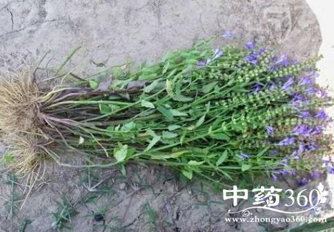 水韩信草有哪些功效 水韩信草清热利湿治热咳