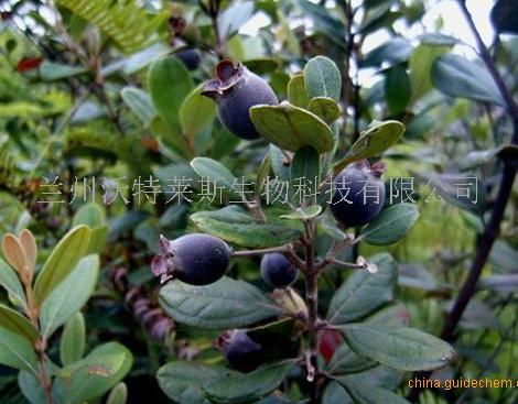 地稔果提取物101包邮