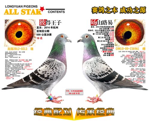 杭州亚细亚公棚500决赛18名_上海龙园-中信网爱鸽商城