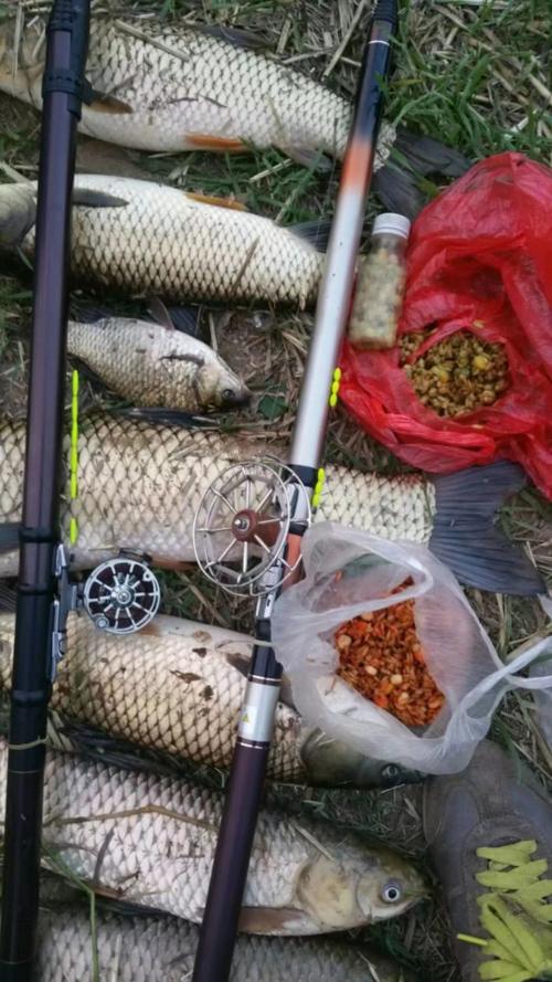 夏钓征文一手车谷麦钓法野河连杆草鱼