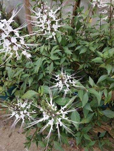 猫须草苗 福建猫须草树苗种苗猫须公盆栽10棵起发降尿酸排尿酸