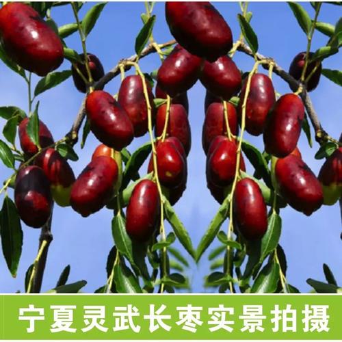 5斤灵武长枣当季新鲜水果宁夏特产大红枣子3非冬枣圆枣大荔送枸杞