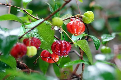 来自巴西的美丽观果花木——红果仔的鉴赏养护
