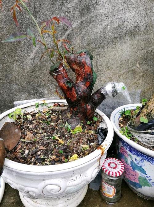 山木香下山桩怎么嫁接月季的记录贴