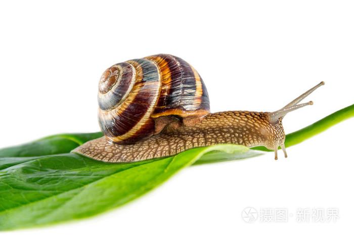 绿色的叶子上的蜗牛