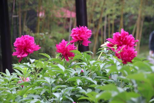 芍药～扬州市花