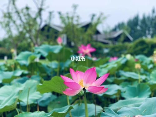 一个人的时候,静静心_养生_度假_别墅_生活记录_日常