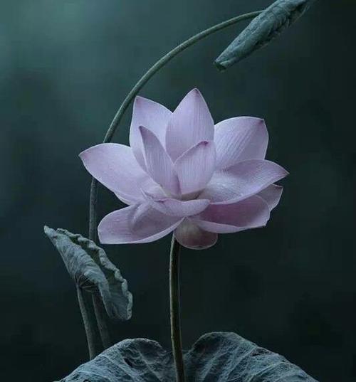 读诗有感:《莲的心事》——席慕蓉