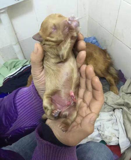 自家繁殖公母均有—北京门头沟军庄宠物狗