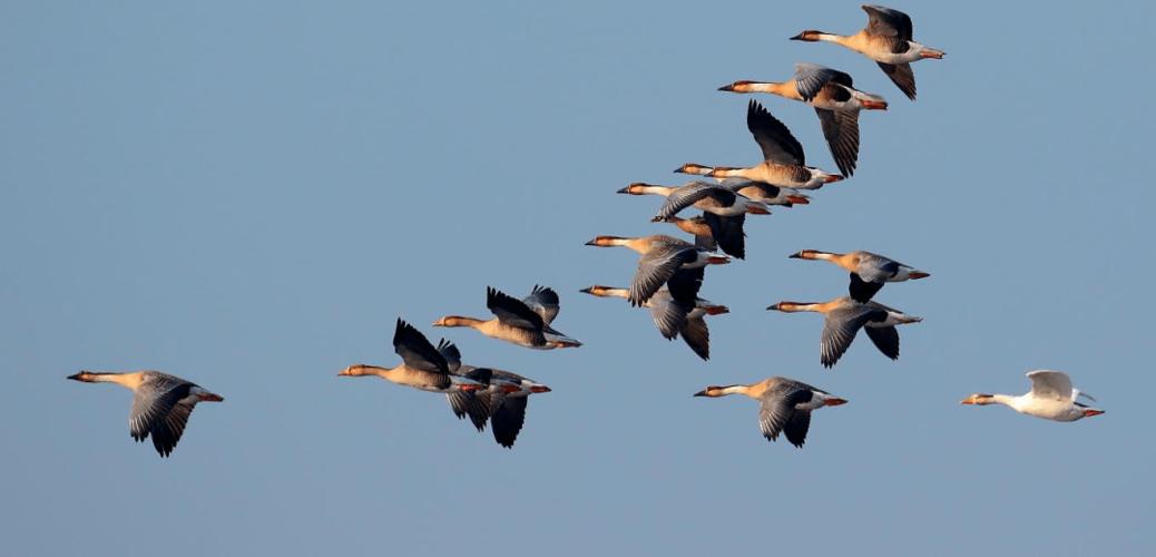 雁北归:大雁向北飞.立春时河开了,雨水时雁来了.