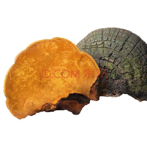 桑黄西藏桑树桑黄金边桑黄灵芝桑黄泡酒水 25年西藏金边桑黄(原始块)