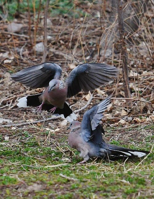 羽众不同,珠颈斑鸠