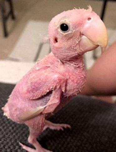 患了抑郁症的鹦鹉,竟然做出这个举动,让人心疼不已!