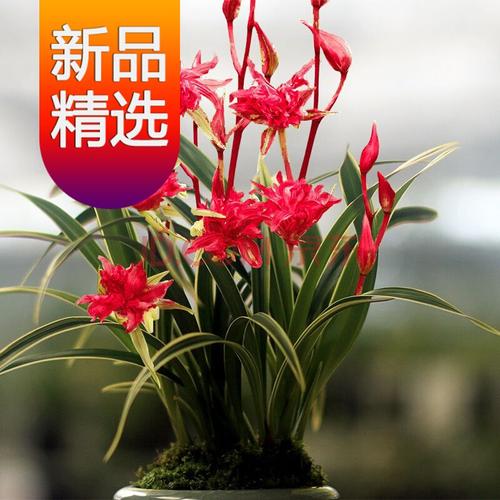 兰花苗建兰四季兰富贵临门矮种金边浓香型花卉办公室内绿植盆栽 富贵