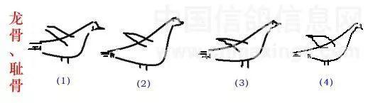 是一羽高龙骨赛鸽,但其后端下沉,与耻骨间有一指上下的档位,这种鸽子