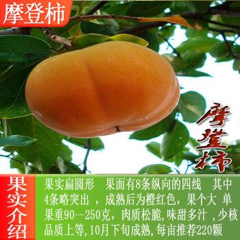 虞润柿子树苗嫁接日本甜脆柿树盆地栽南北方种植磨盘当年结果黑柿子苗