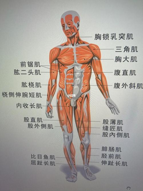 人体肌肉图解_人体肌肉_文化_绘画