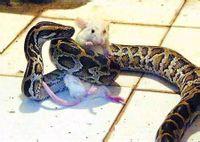 【天涯小说】蛇和鼠