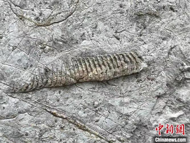 河北邯郸发现奥陶纪角石古生物化石群体