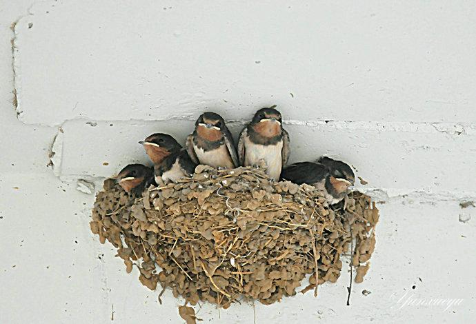 小燕子出巢了爹娘再送一程