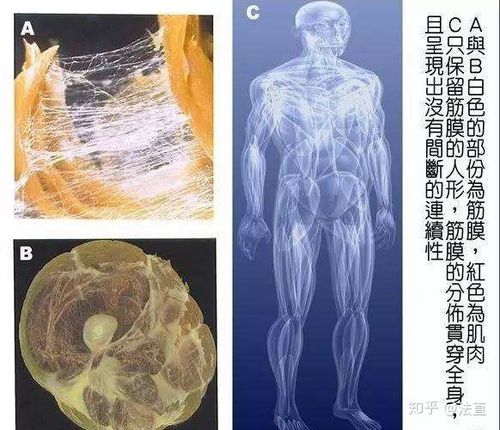 人体筋膜结构