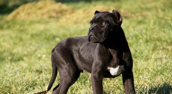 卡斯罗幼崽价格多少钱一只,卡斯罗犬幼犬大概多少钱训练方法步骤