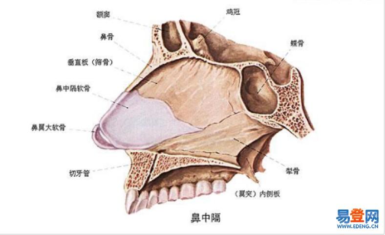 人的鼻中隔都有什么用途和优势呢?