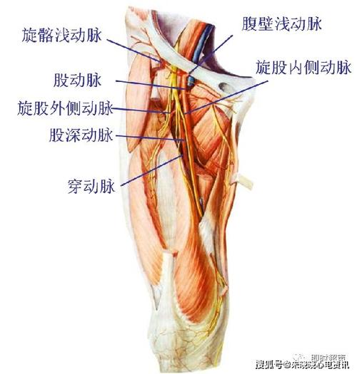 股动脉 股深动脉 旋股内侧动脉 旋股外侧动脉 穿动脉 腹壁浅动脉 旋髂