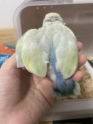 这到底是澳桂还是花桃_鹦鹉_牡丹_手养牡丹鹦鹉_宠物