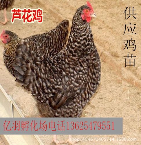 供应白芦花鸡苗 芦花鸡苗 黑芦花鸡苗 红玉鸡苗 健康天然无公害