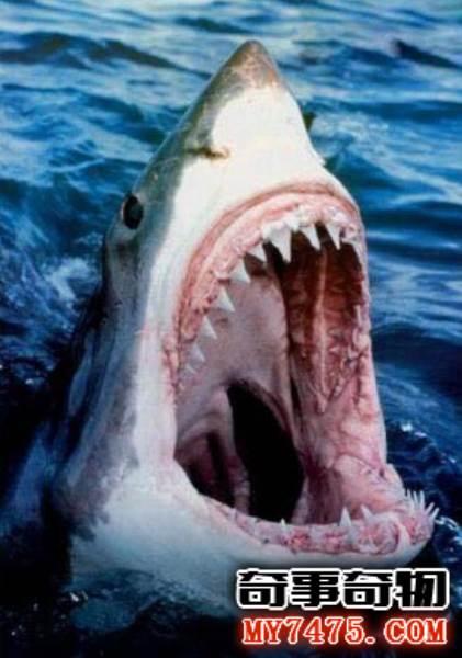 恐怖鲨鱼吃人图片最惨烈的鲨鱼吃人事件