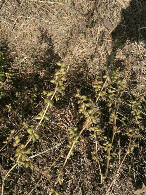 普通话好像叫苍耳,老家话称呼为老母猪刺