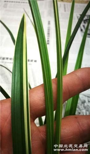 边河锦绣1发2前龙大壮草出综合缟艺带2花己售勿拍