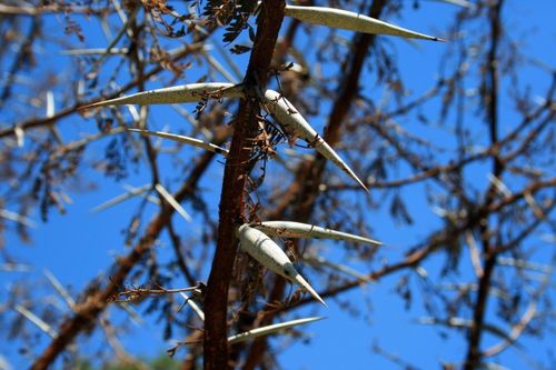 带刺的植物图片 - 第1张