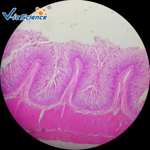 大肠切片 组织学与胚胎学 消化系统 生物切片标本 显微镜玻片
