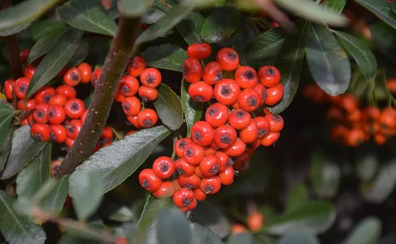 人根据它的形态或一树的火红,叫它火把果,赤阳子,红果子,红子,红子刺