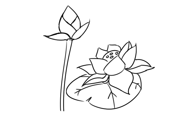 又简单又好看的荷花简笔画原创教程步骤