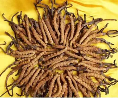 太和冬虫夏草回收回收多少钱一斤