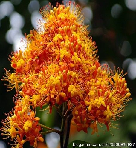 下面我为大家介绍的是佛教圣花无忧花.