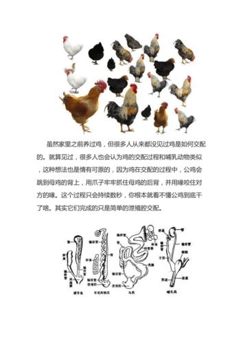 鸟没有丁丁如何交配docx9页