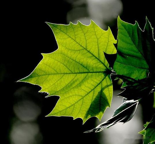 梧桐树叶子