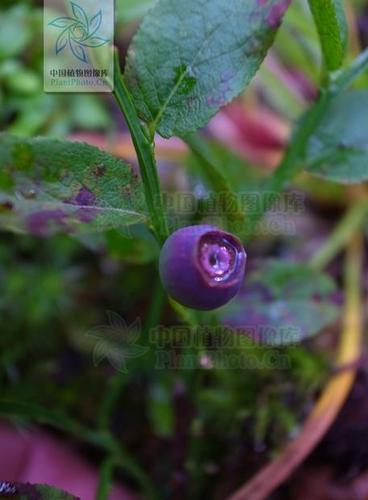黑果越橘(vaccinium myrtillus)图片来源:ppbc 王琦