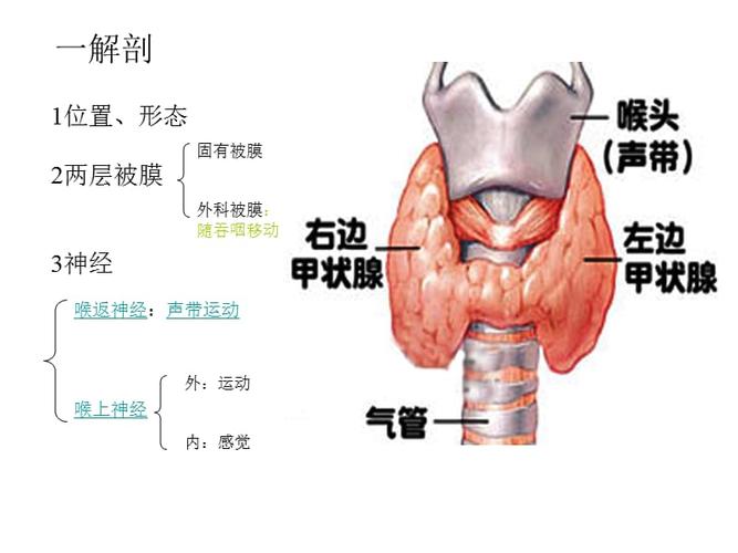 甲状腺解剖ppt