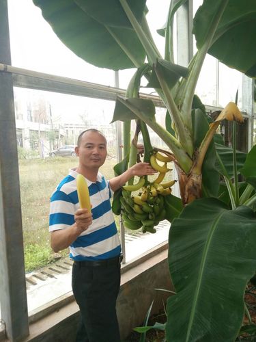 大空香蕉树上熟想吃就摘