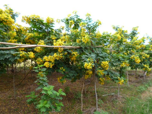 广西供应黄槐树绿化工程成活率高黄槐决明基地直销