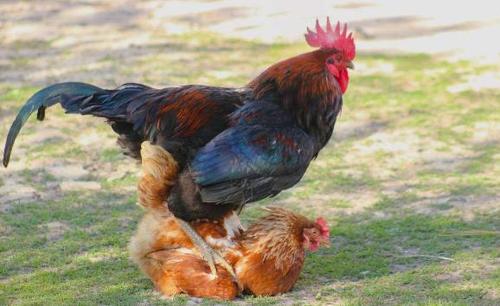 母鸡不用和公鸡交配就能产蛋?看完这个过程,你就知道了