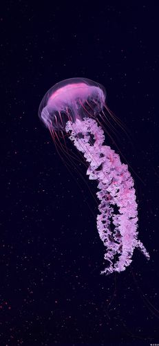 想球球高清一点的水母图来做壁纸